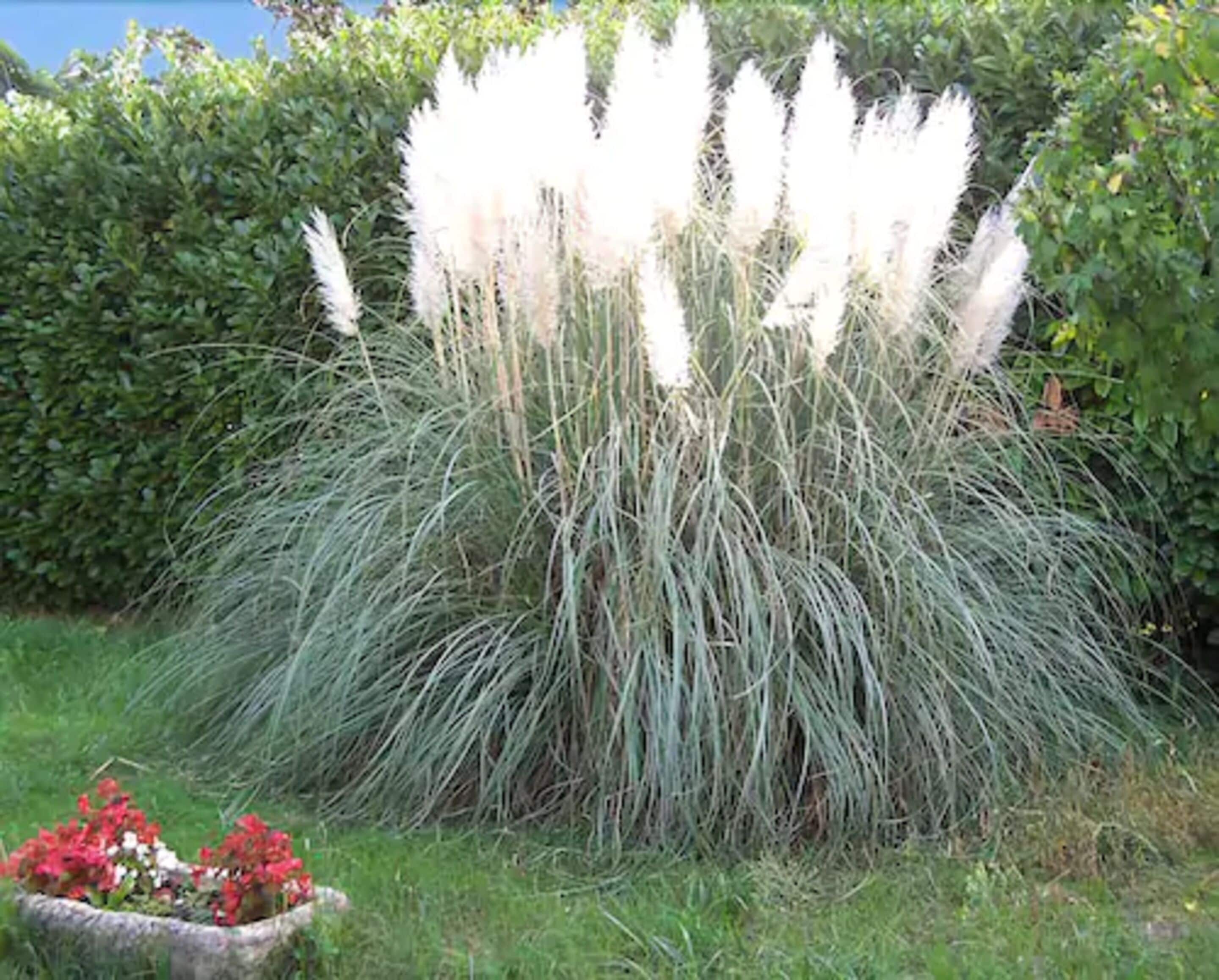Un jardín con pastos ornamentales altos y un pequeño macizo de flores rojas.