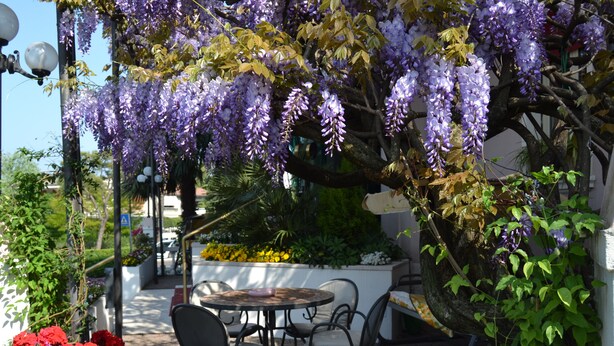 Un patio al aire libre con una mesa redonda y sillas, rodeado de flores vibrantes y un árbol de glicinas.