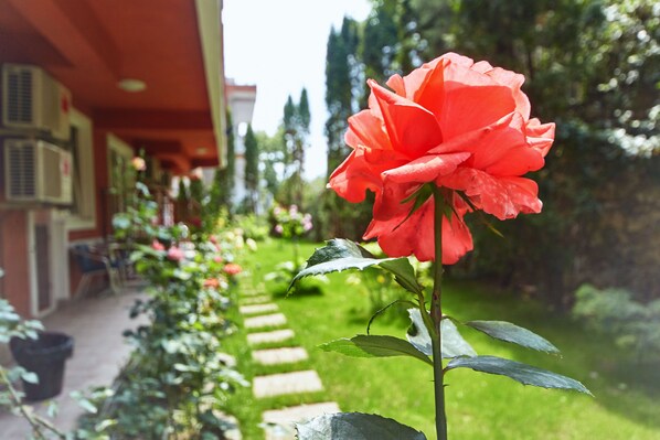 Economy Single Room | Garden view - Leonardo (Skopje)