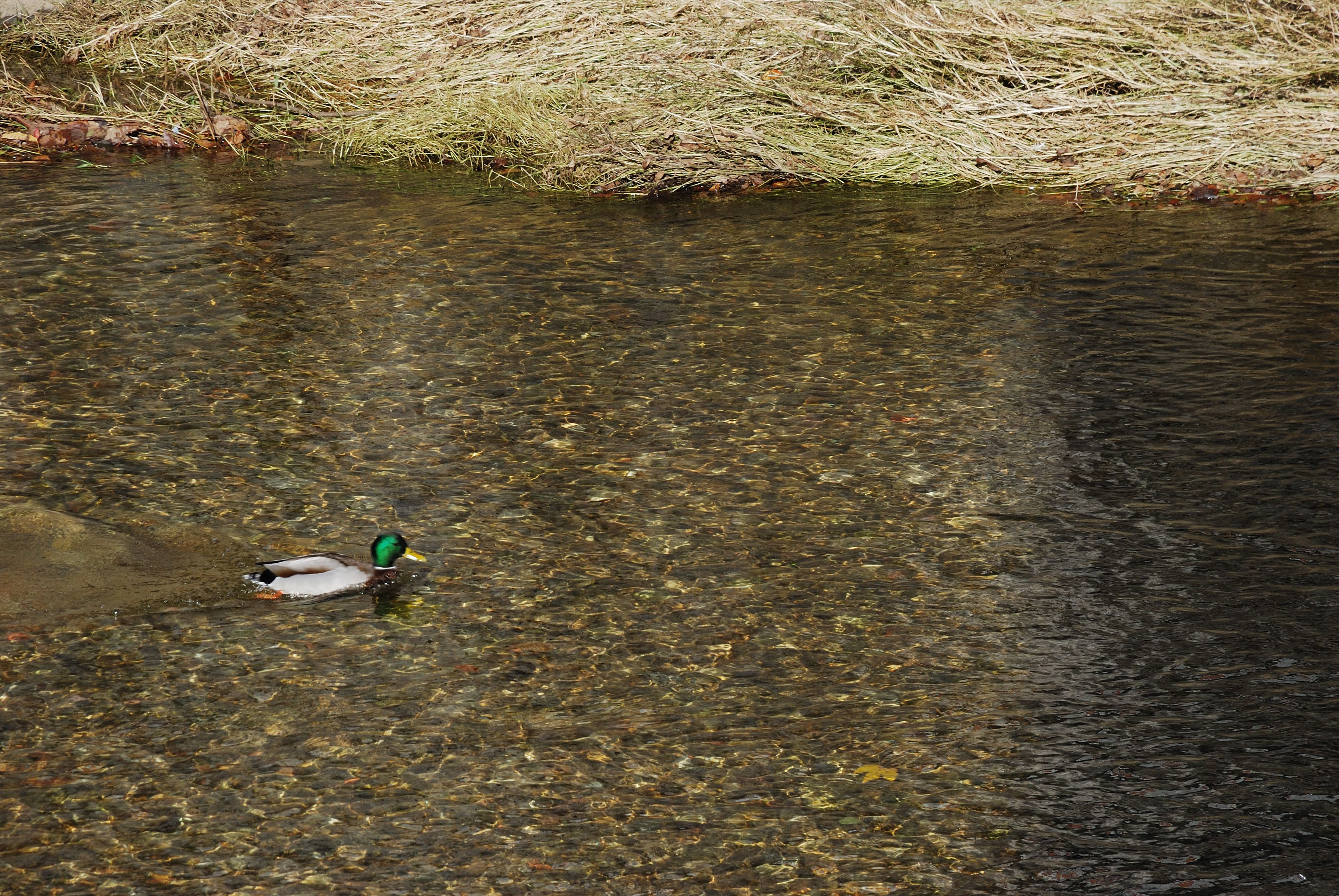 Foto - Los Acebos Cangas