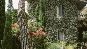 Une maison aux murs recouverts de lierre, un arbre au premier plan et un vélo garé à l’extérieur.