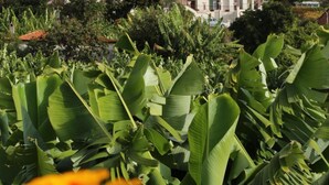 A building with a red-tiled roof, surrounded by lush greenery and banana plants. - Vila Marta (Funchal)