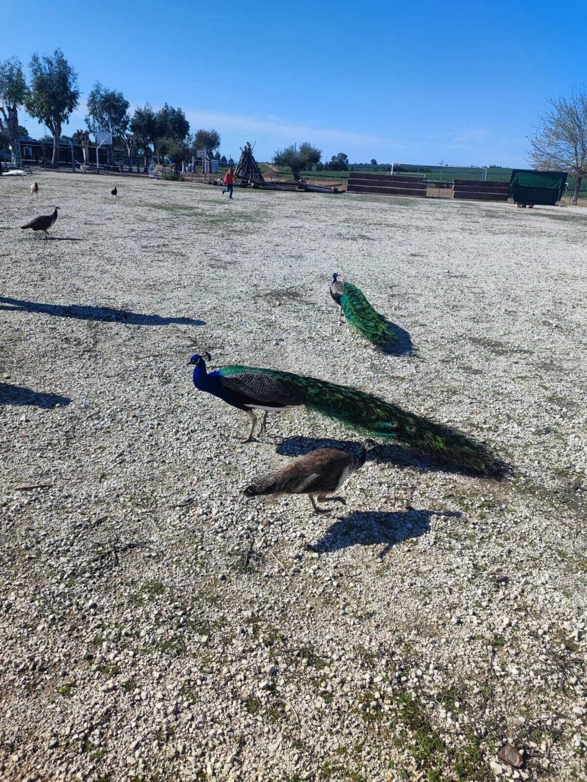 Un pavo real de cola larga caminando sobre un camino de grava.