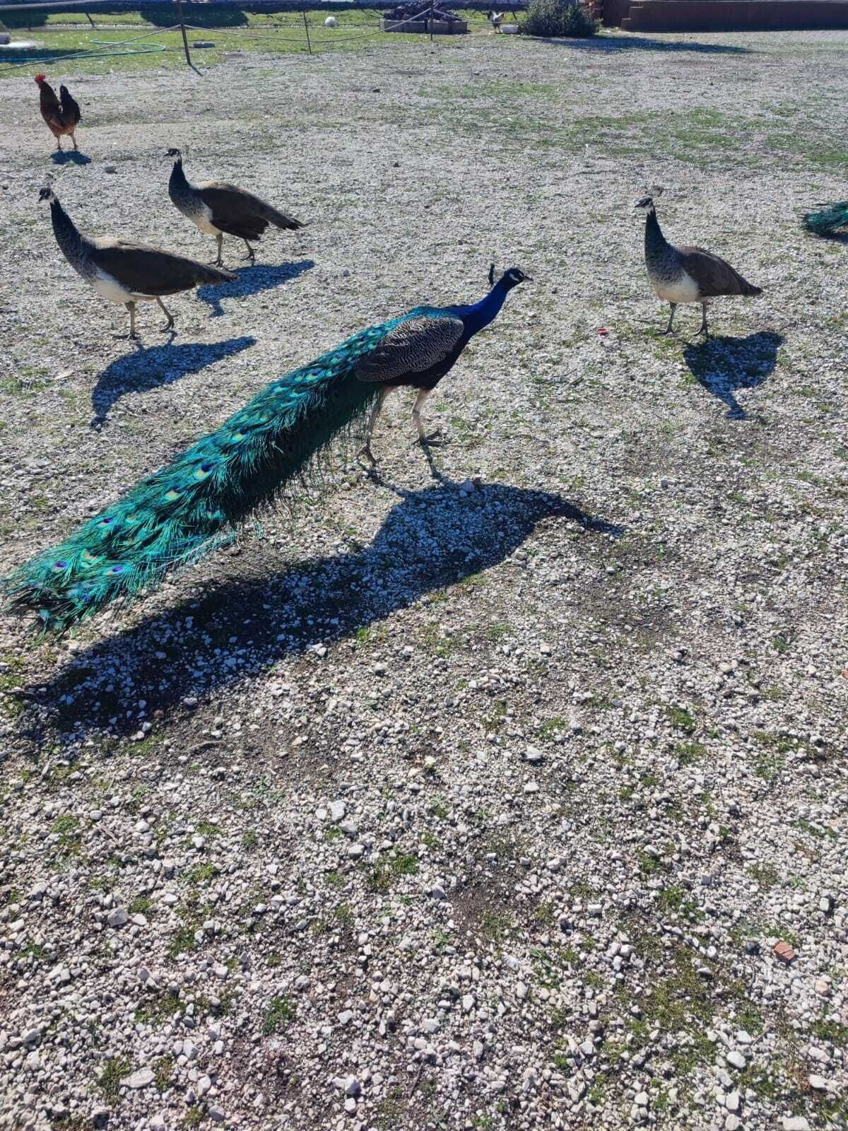 Un pavo real con una cola verde y azul caminando sobre un lecho de grava.
