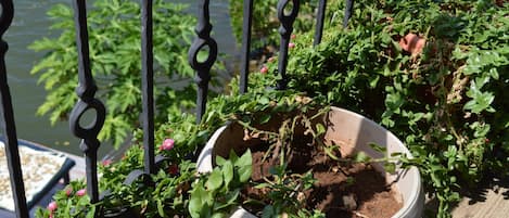 A potted plant with green leaves and pink flowers, placed on a wooden surface near a body of water.