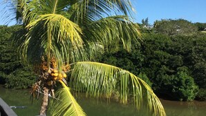 A palm tree by a calm body of water, with a clear blue sky above. - Le Bamboo (Mahebourg)