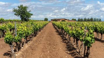 A vineyard with rows of grapevines and a building in the background.