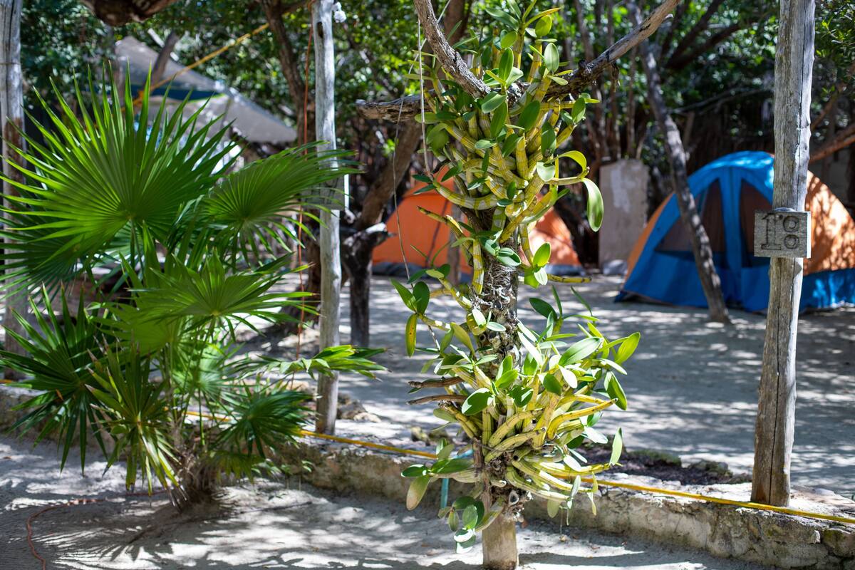Economy Tent, Non Smoking, Garden View | In-room safe, blackout drapes, WiFi (free)