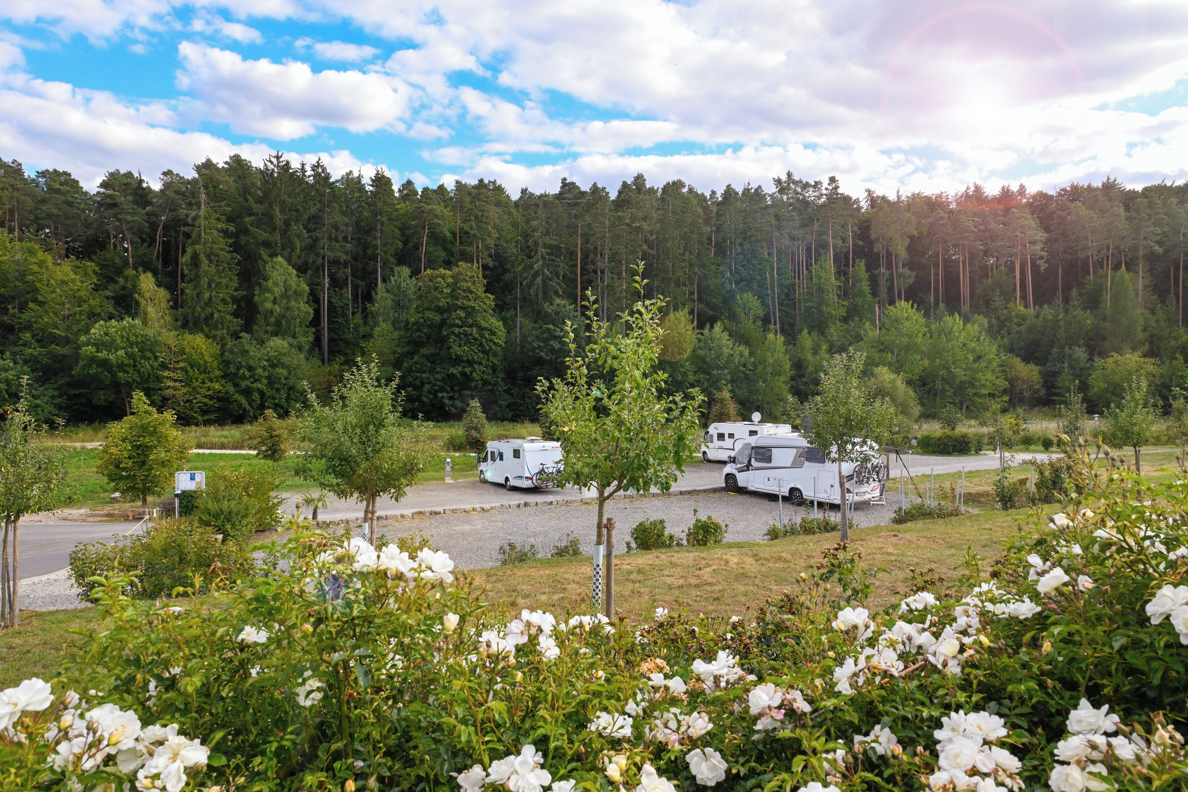 A campground with RVs parked on a gravel road, surrounded by dense forest and blooming white flowers.