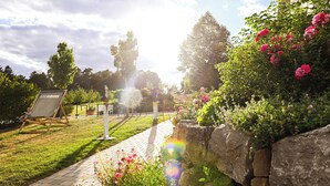 Un jardin avec un chemin pavé, une chaise et un panneau.