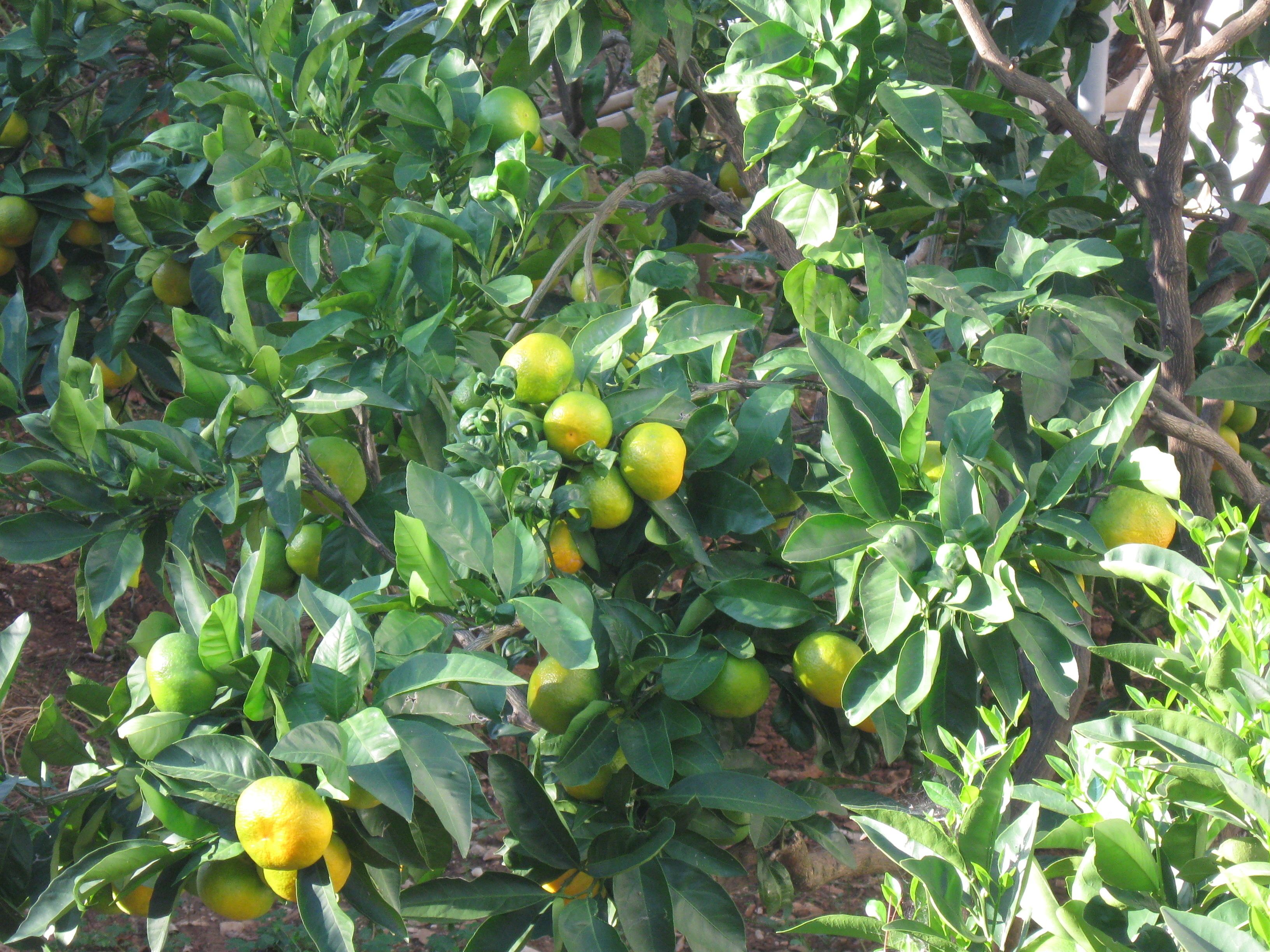 Un arbre d’agrumes aux feuilles vertes et aux fruits jaunes encore verts.
