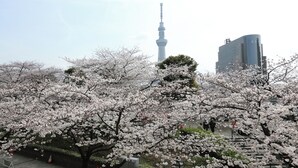 A cherry blossom tree in full bloom with a view of a tall tower and modern buildings in the background.