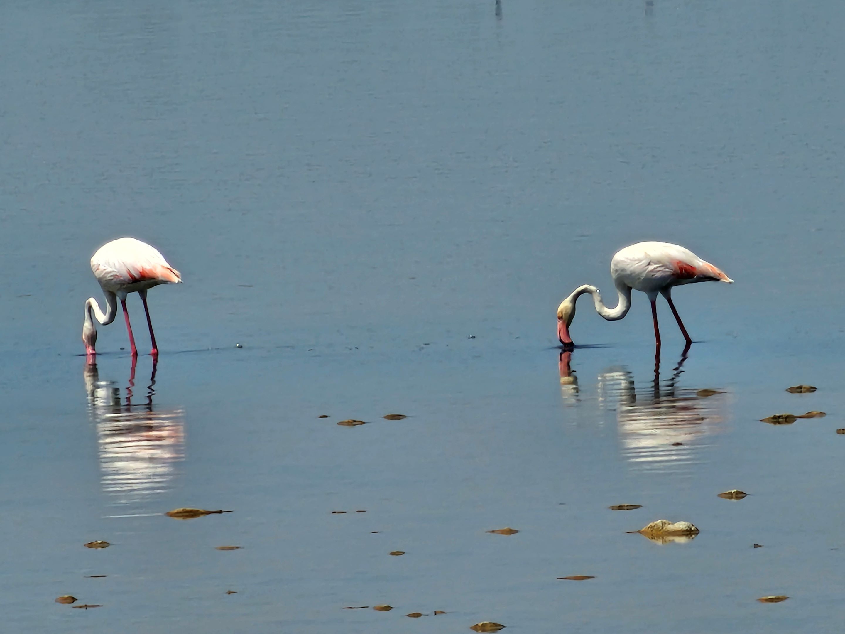 Foto - Le Cheval Blanc