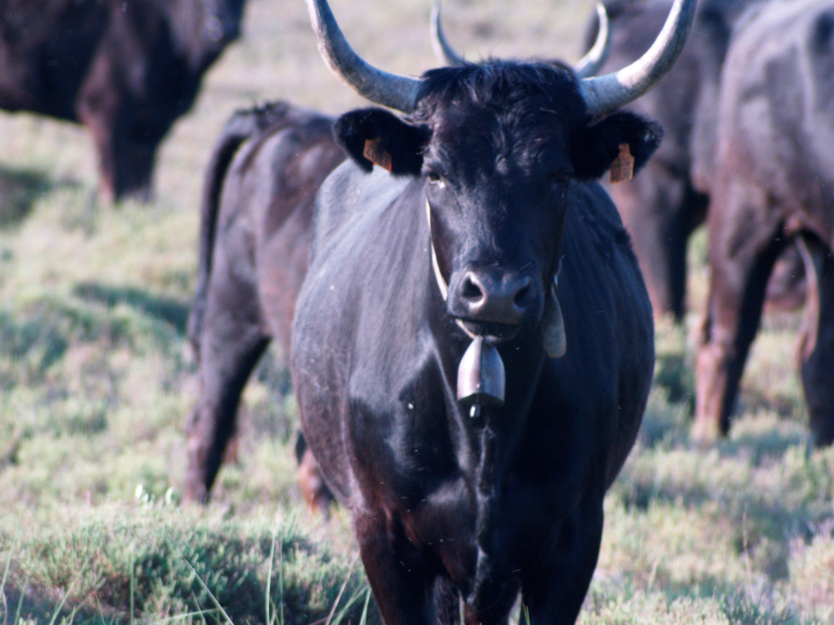 Foto - Le Cheval Blanc