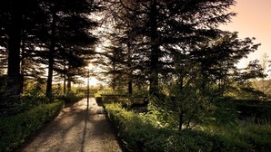 Un sendero en el bosque rodeado de árboles altos y luz del sol que se filtra entre las ramas.