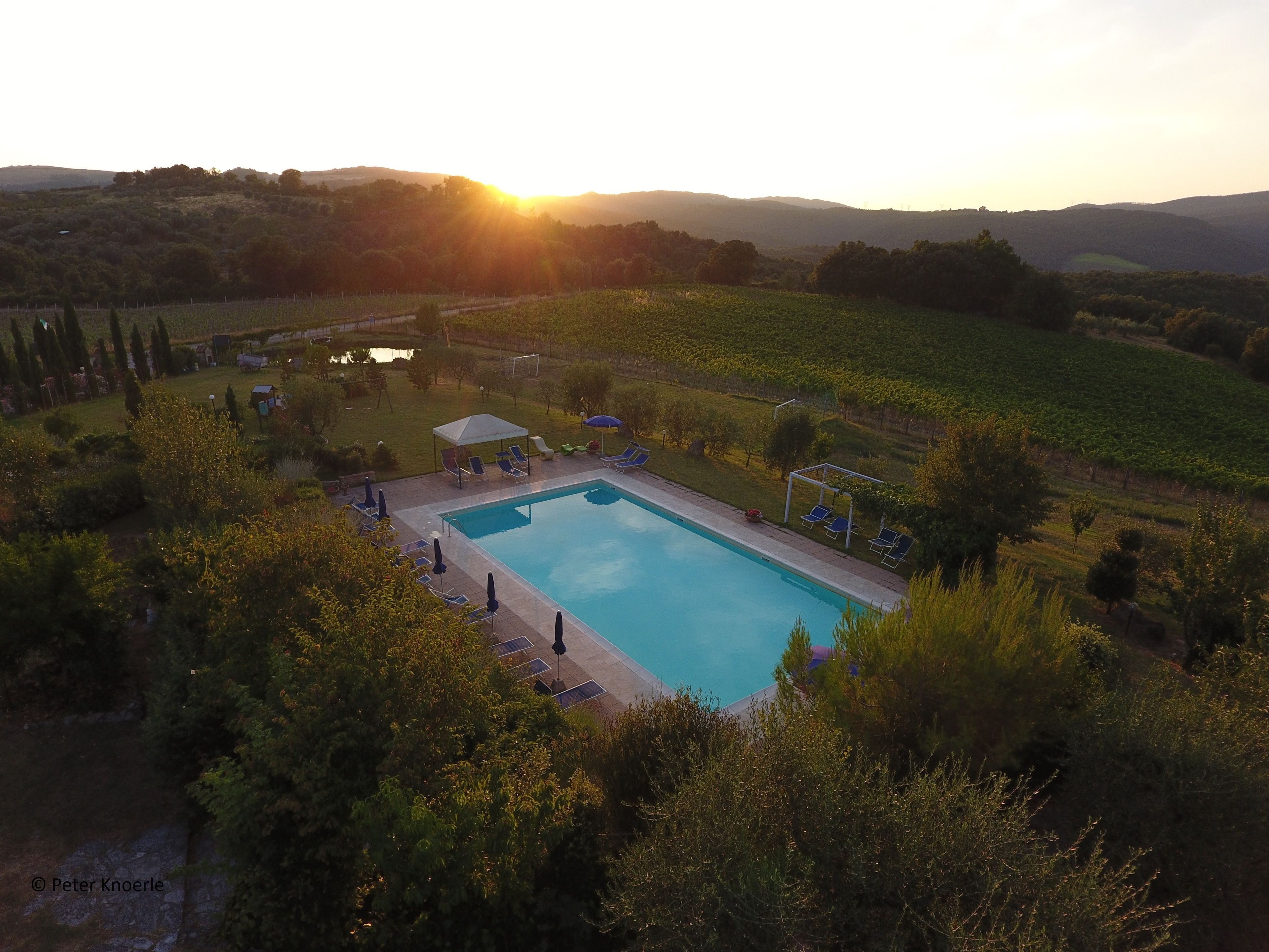 Una piscina rectangular rodeada de sillas de descanso y sombrillas, con un viñedo al fondo.