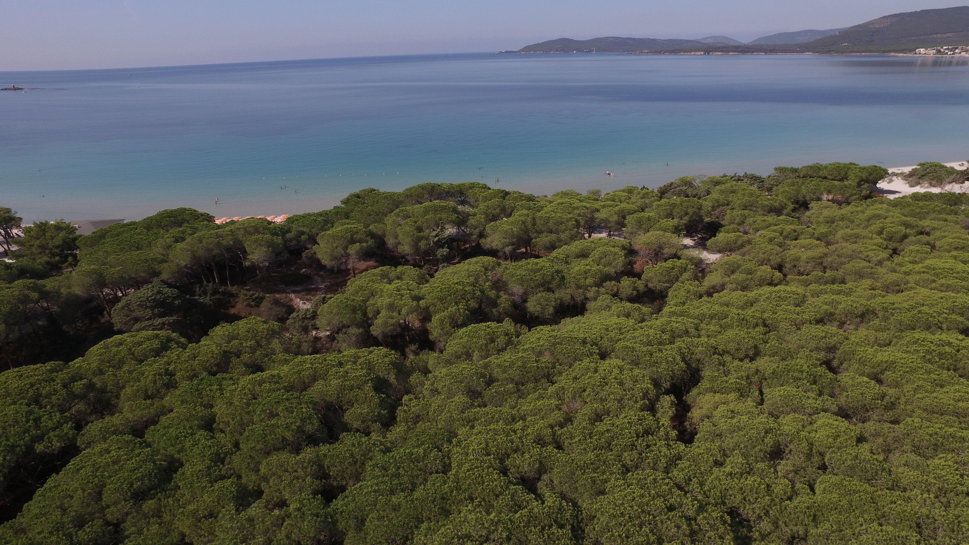 Ett kustområde med tät, grönskande skog och en strand.