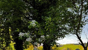 Un jardin où s’épanouissent des fleurs blanches, un poteau rouge et un arbre en arrière-plan.