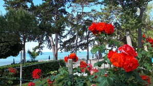 A garden with red roses, a wooden trellis, and a view of the sea. - Villa Rosetta (Umag)