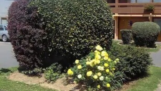 Een verzorgde tuin met verschillende struiken en gele bloemen voor een gebouw.