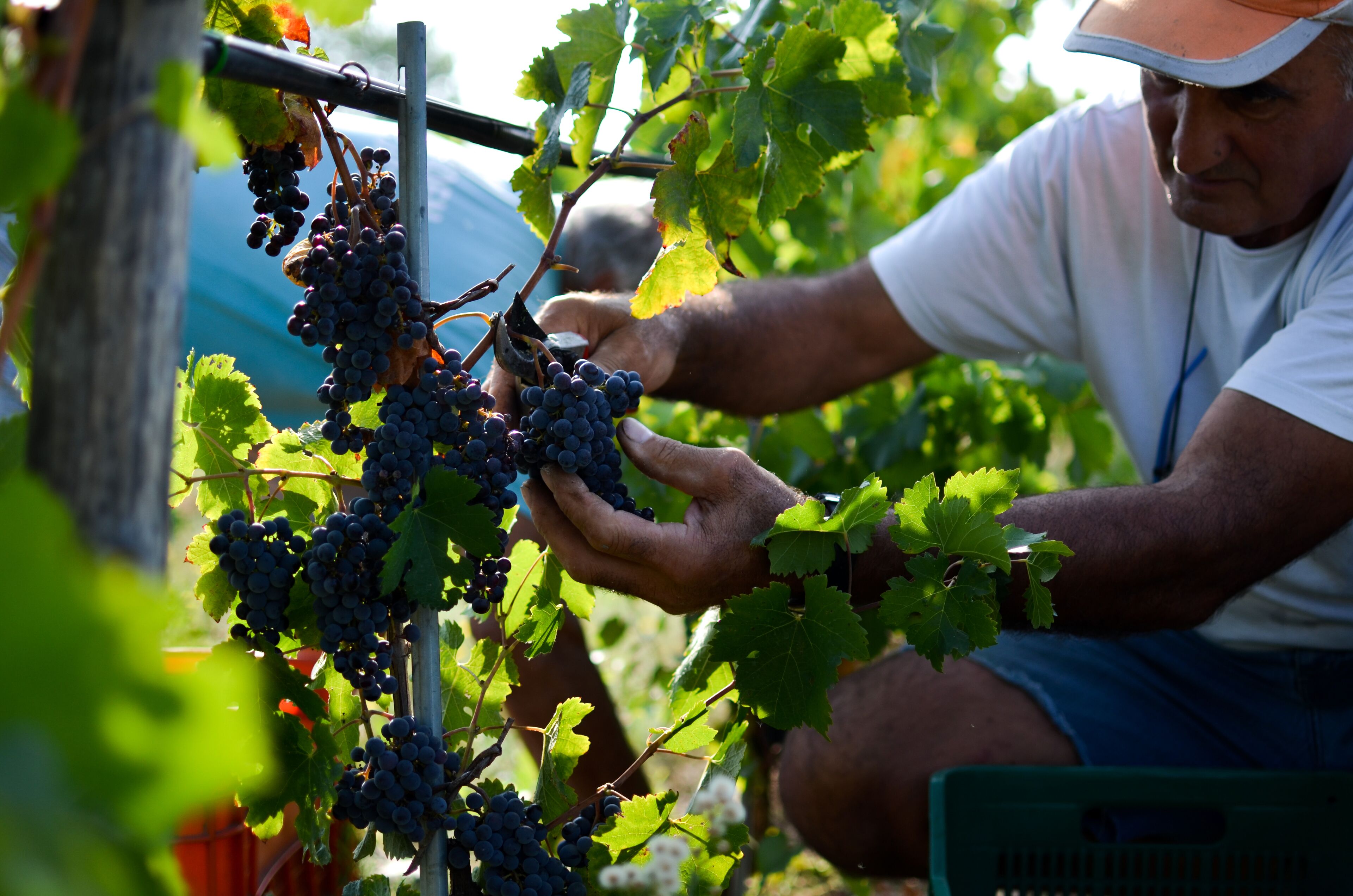 A person inspecting grapevines in a vineyard.