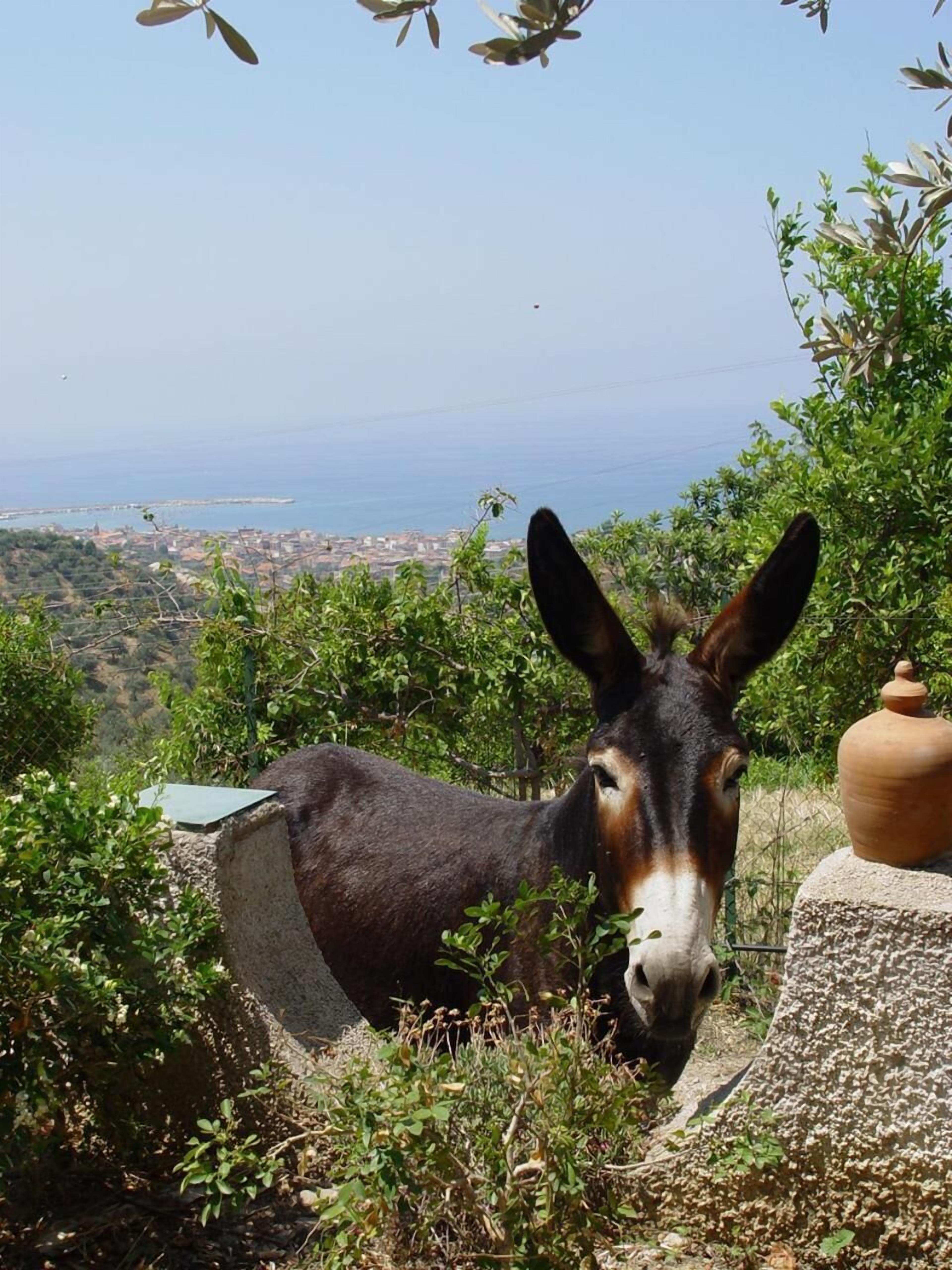 A donkey in a natural setting with a view of a coastal town in the background.