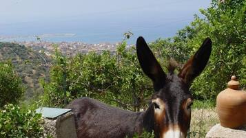 A donkey in a natural setting with a view of a coastal town in the background.