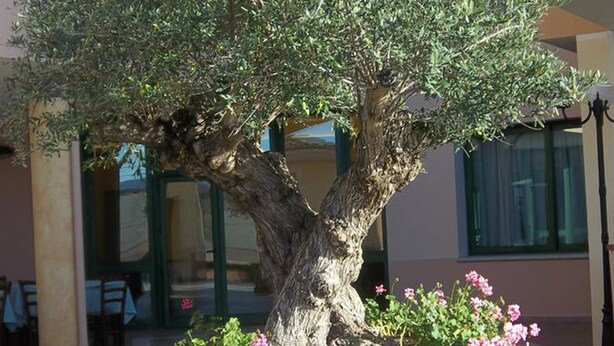 A well-maintained olive tree in a stone planter, surrounded by pink flowers, located in an outdoor area with a building in the background. - Hotel Baia Marina (Orosei)