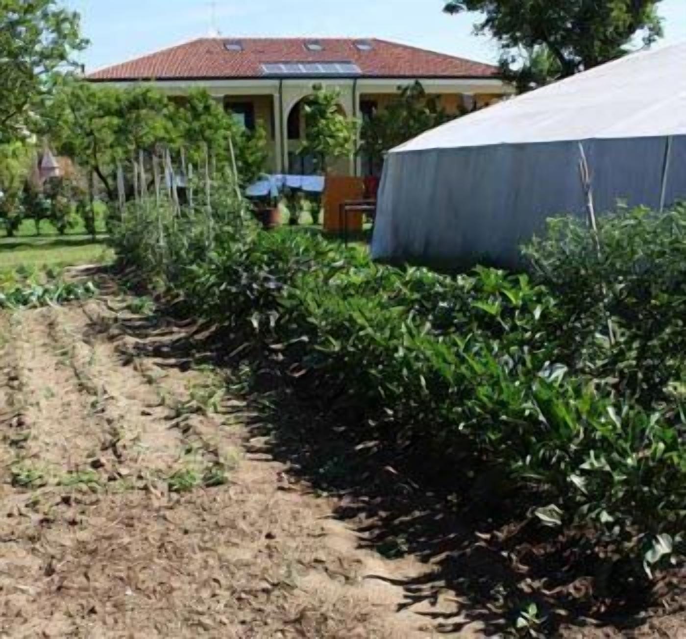 Ein Garten mit ordentlich geschnittenen Hecken und ein Gebäude mit einem Ziegeldach im Hintergrund.