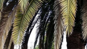 Garden - Hotel Meridiana (Sirmione)