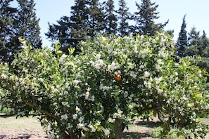 A tree with white flowers and green leaves, surrounded by tall trees. - Hotel Domu Incantada (Muravera)