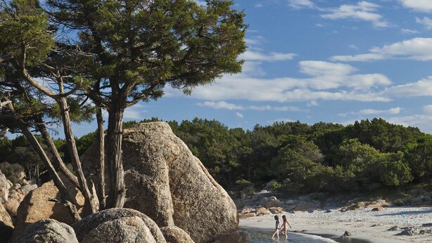 A beach with large rocks, a tree, and a clear blue sky. - Hotel Piccolo Golf (Arzachena)