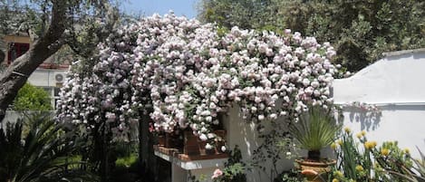 A garden with a white wall covered in pink flowers, surrounded by various plants and a blue garden tool.