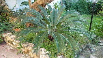 Vườn