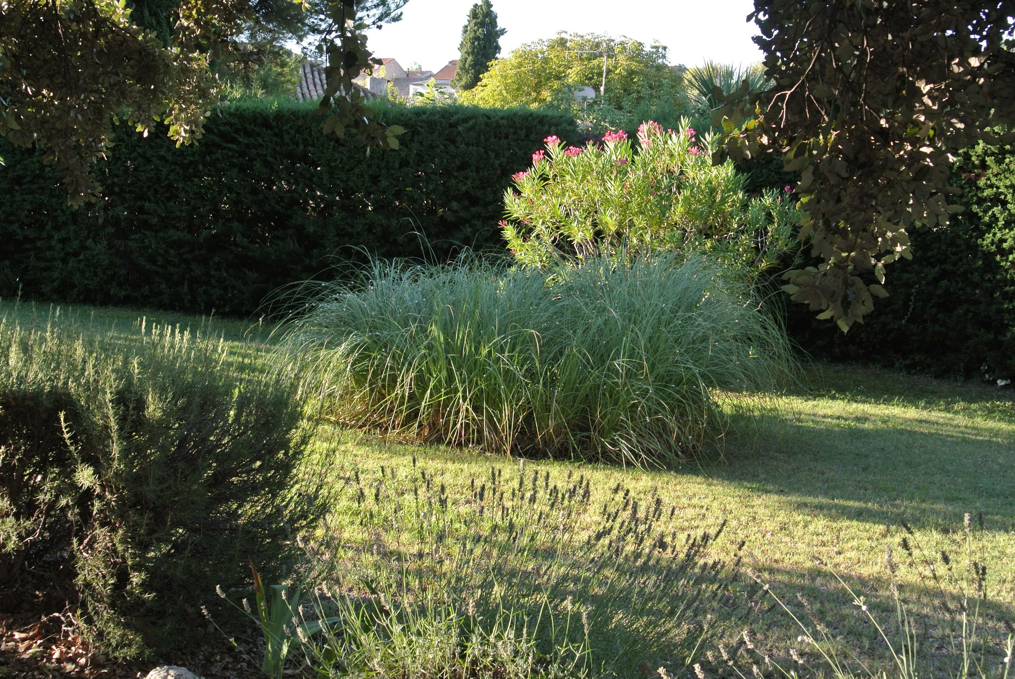Un jardin avec différentes sortes de plantes et une haie en arrière-plan.