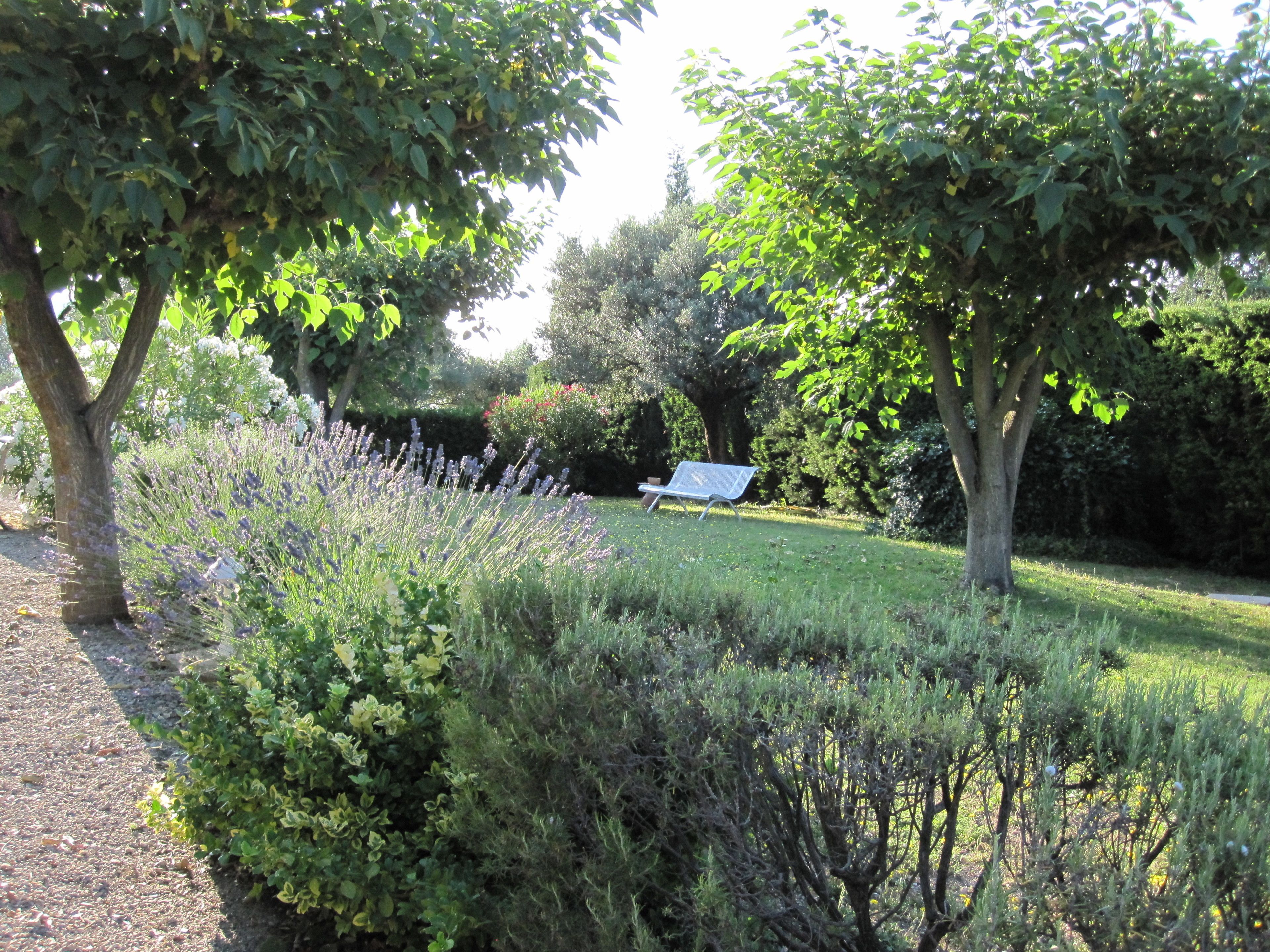Un jardin avec un banc, différents arbustes et arbres.
