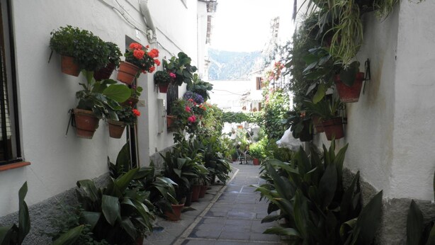 A narrow alley lined with potted plants and a stone pathway. - Juan Francisco (Guejar Sierra)