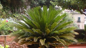 A potted plant on a wheeled stand in a courtyard with tiled flooring and a stone wall in the background. - L'Argine Fiorito (Atrani)