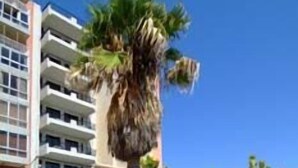 A cactus plant in the foreground with a building in the background. - Hotel Roma (Sliema)