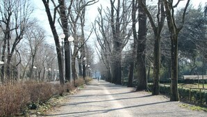 Un sendero pavimentado flanqueado por árboles desnudos y farolas, que conduce hacia una figura distante.