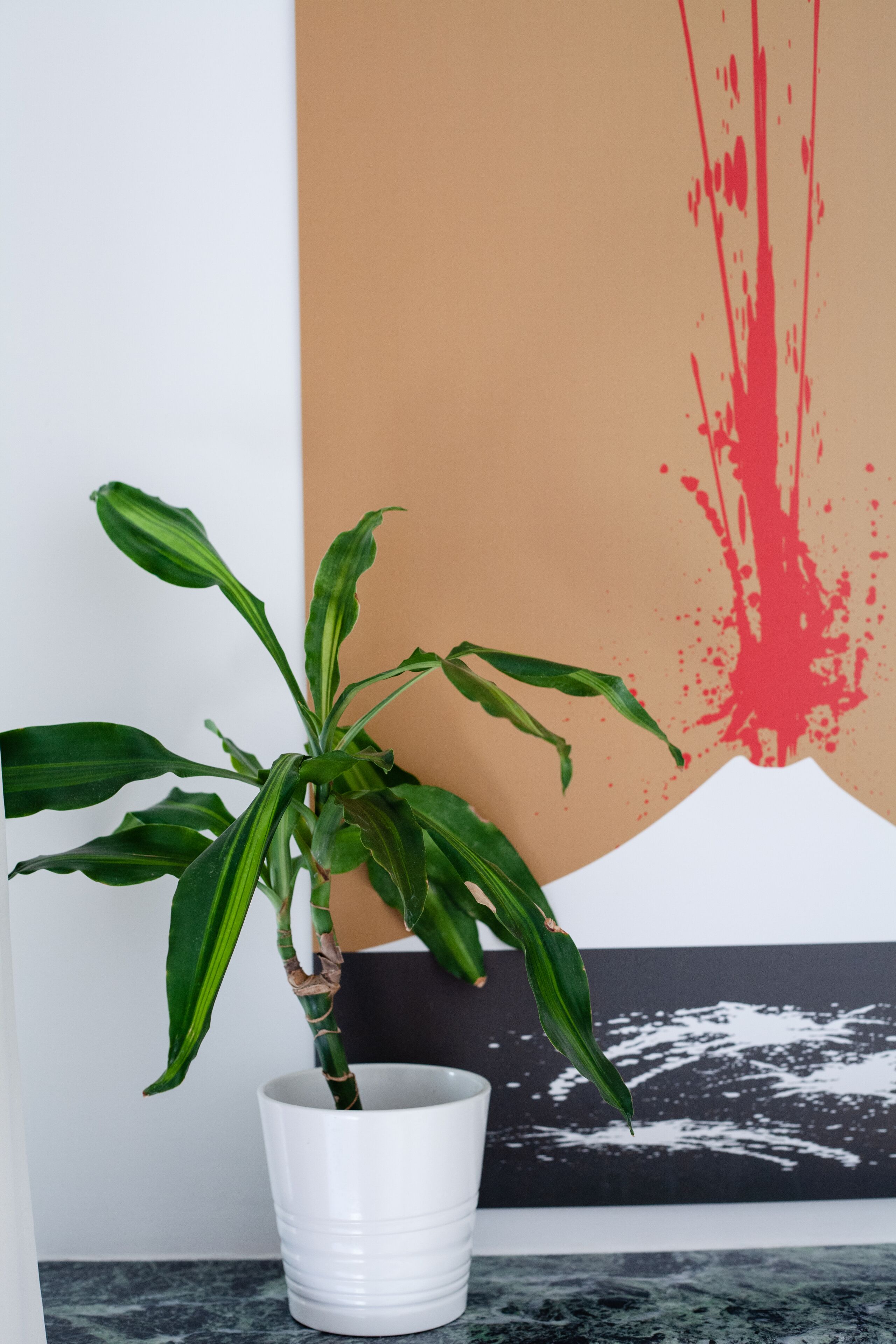 A potted plant with broad leaves in a white pot on a marble surface.