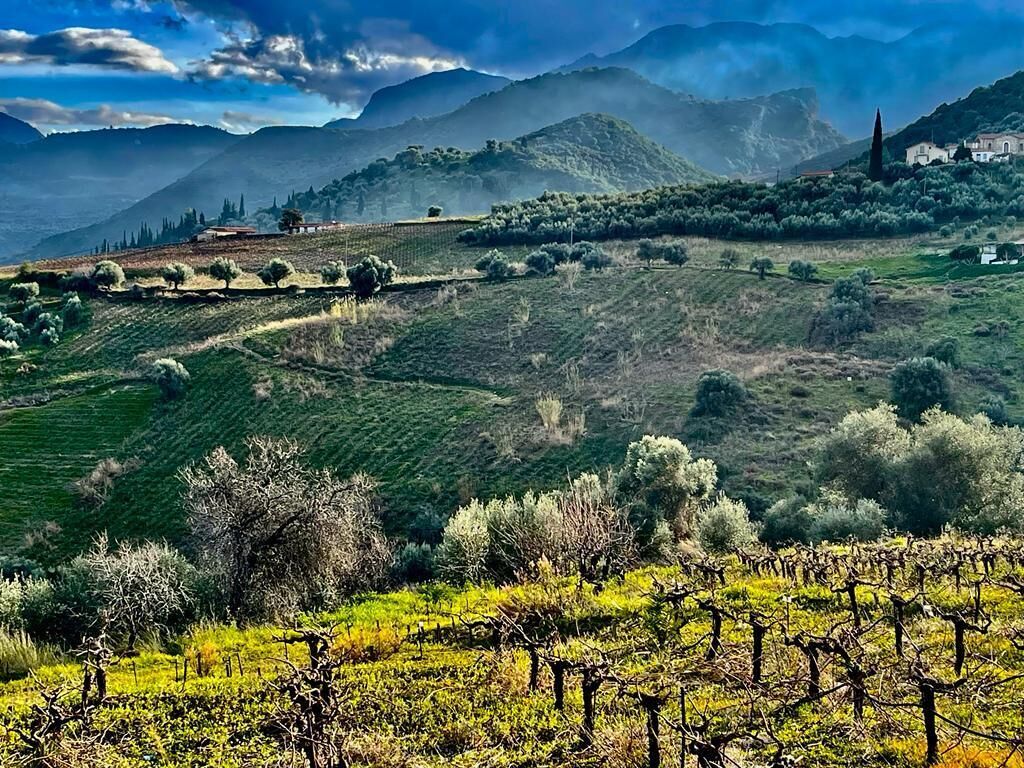 A vineyard landscape with rolling hills and a distant mountain range.