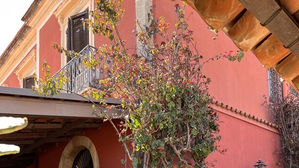 Un patio con plantas en macetas, una palmera y un edificio rojo con balcón.