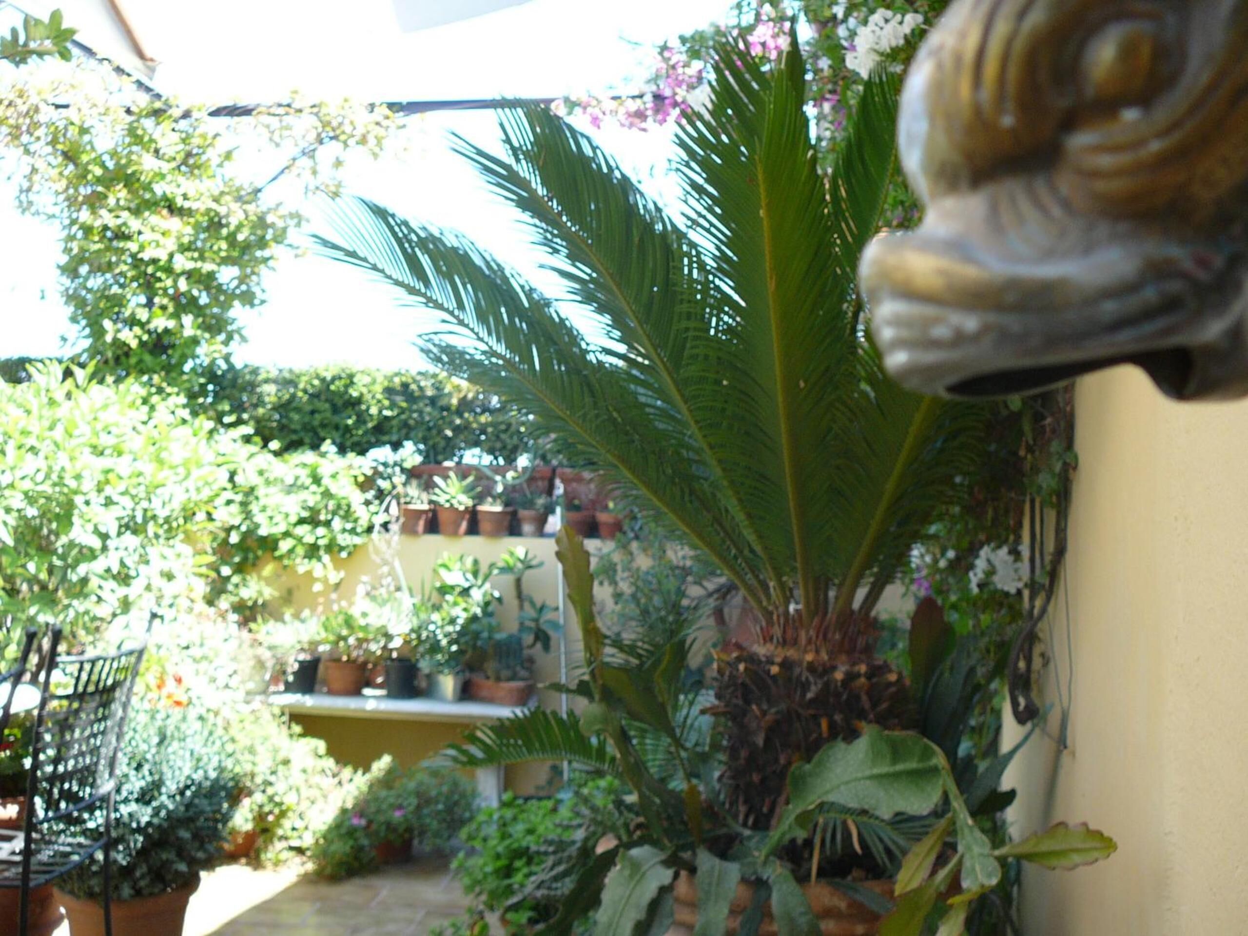 A garden with various potted plants and a large palm tree.