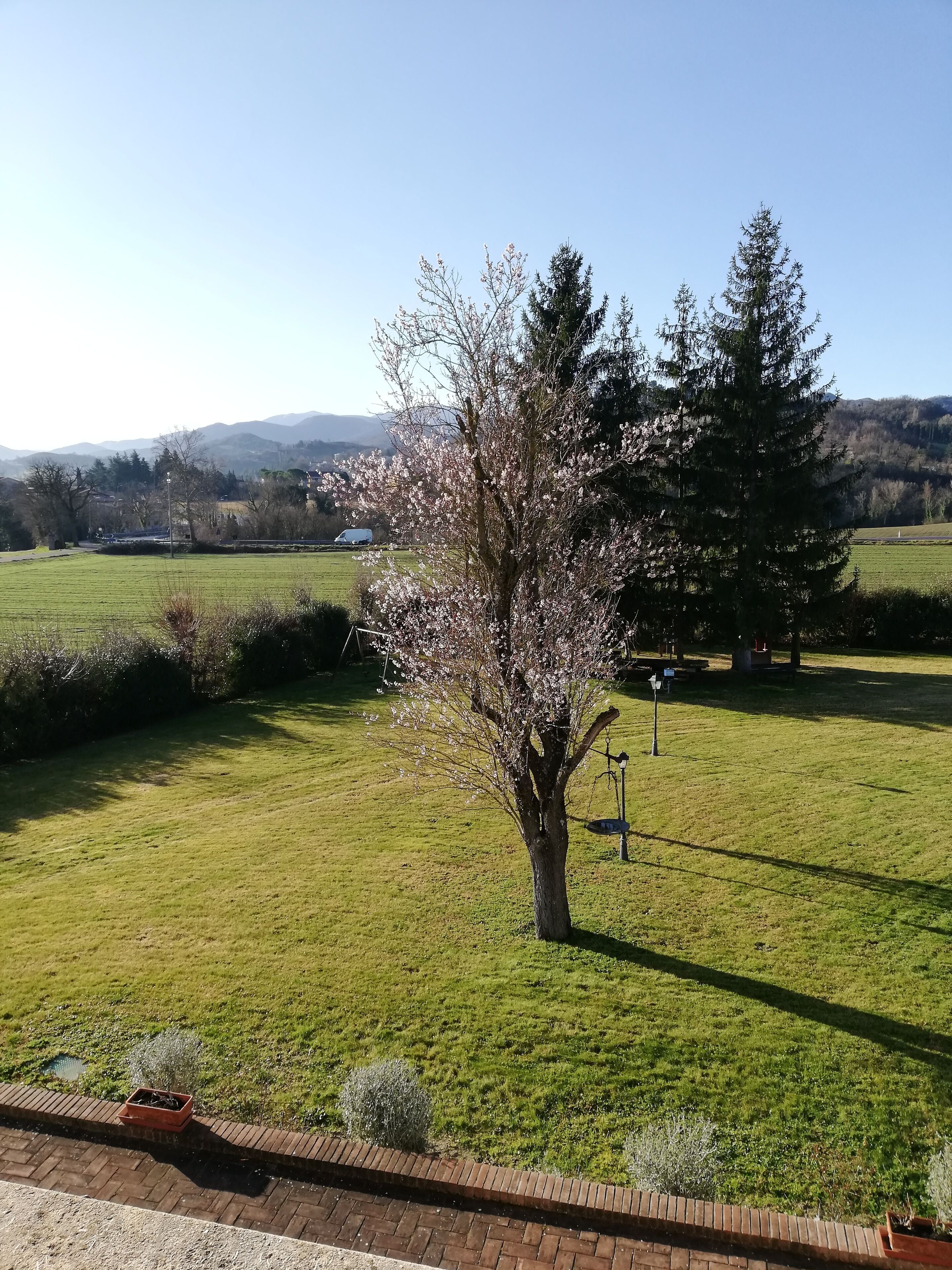 A grassy park with a tree in full bloom, a bench, and a lamppost.