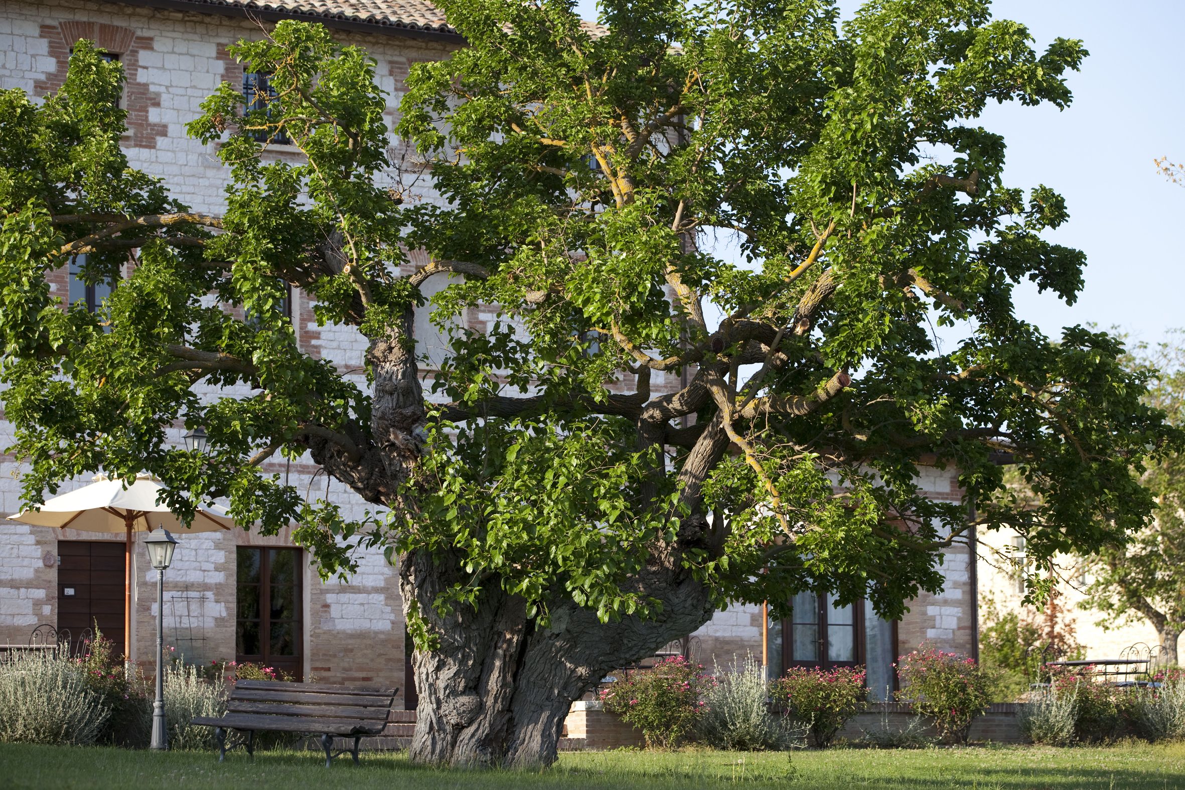 Un grand arbre se dresse devant un bâtiment en pierre, avec un banc et un parasol.