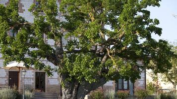 Un grand arbre se dresse devant un bâtiment en pierre, avec un banc et un parasol.