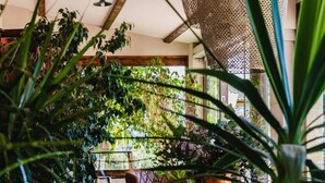 Un espace intérieur chaleureux, avec des poutres en bois, des plantes en pot et des luminaires suspendus.