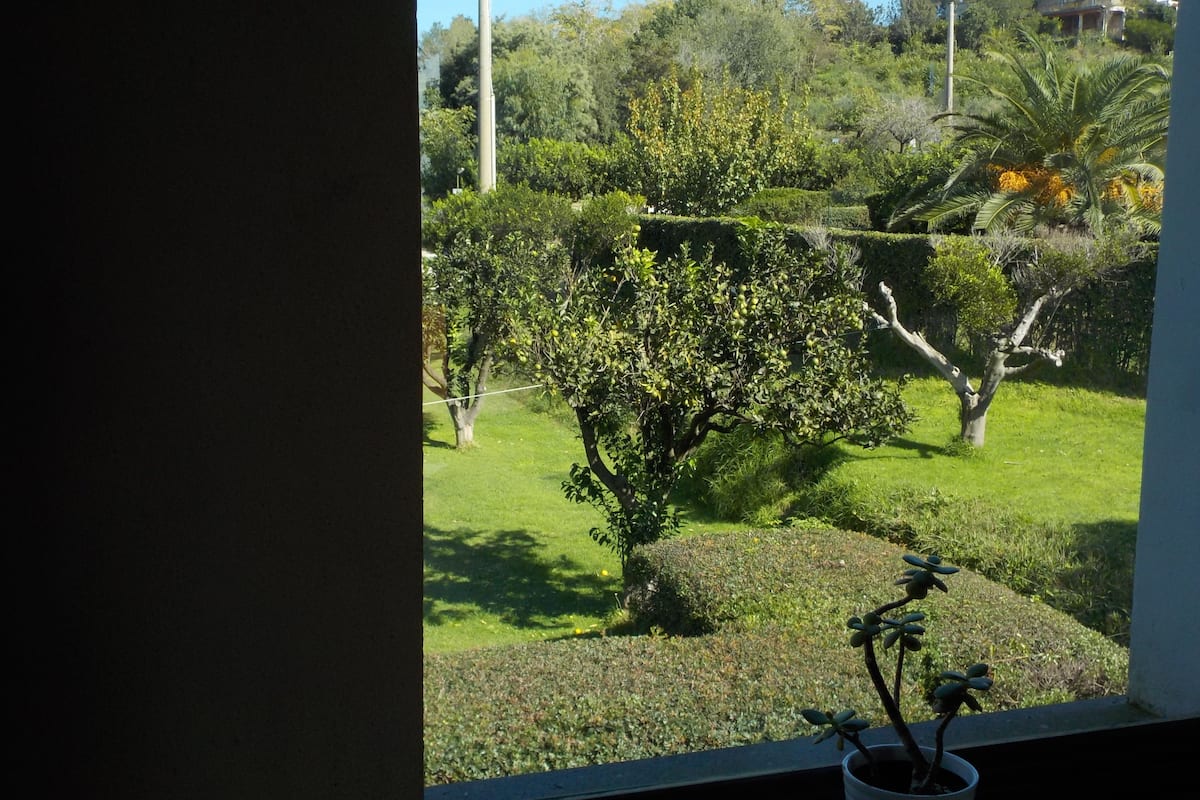 A window view of a well-maintained garden with various trees and shrubs.