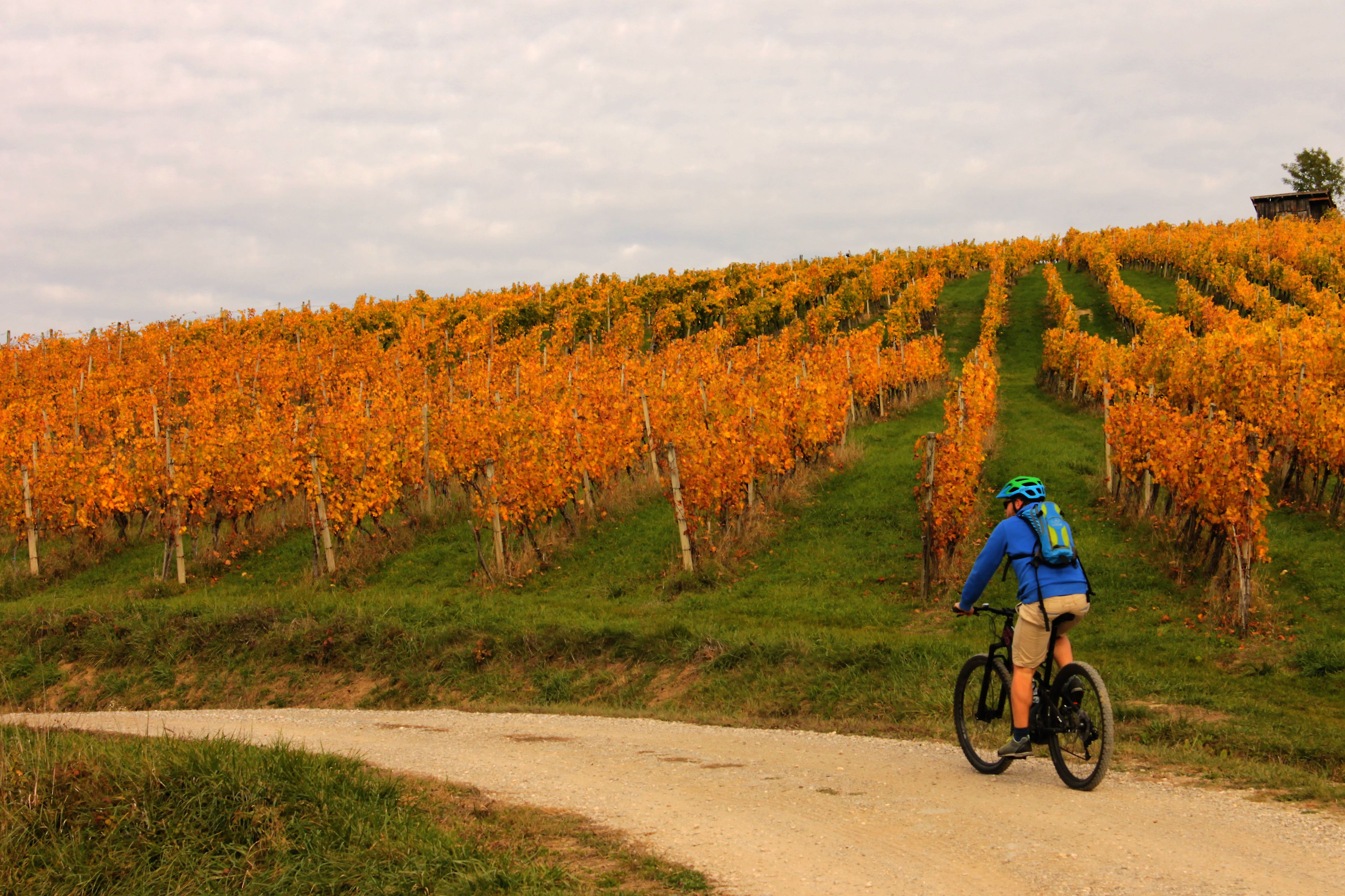 Una persona pedaleando en bicicleta por un sendero de tierra entre viñedos con hileras de vid de uva naranja.